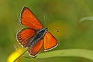 Lycaena hippothoe ( Rode vuurvlinder)